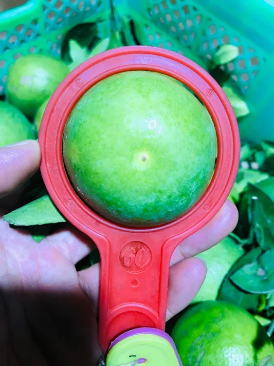 云南高山哀牢山下冰糖橙新鲜口感（果径55-60mm）