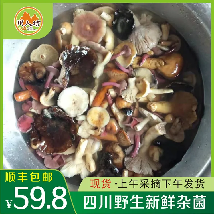 四川新鲜野生食用青头菌磨菇枞菌煲炖汤炒大脚菇野生菌杂菌菇美味