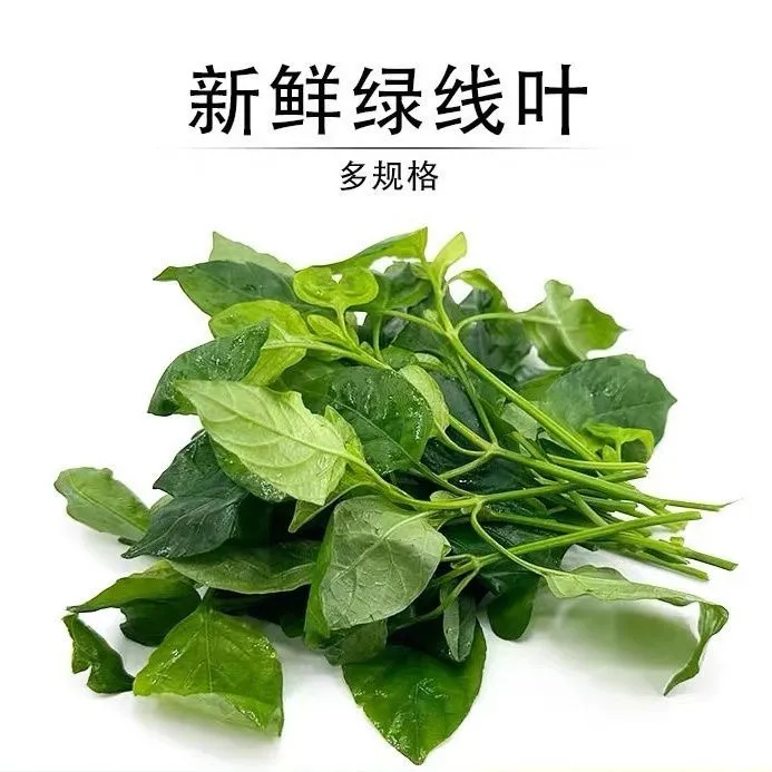 新鲜绿线叶血通菜绿线苗 现摘野菜餐厅农庄火锅上汤食用四季蔬菜