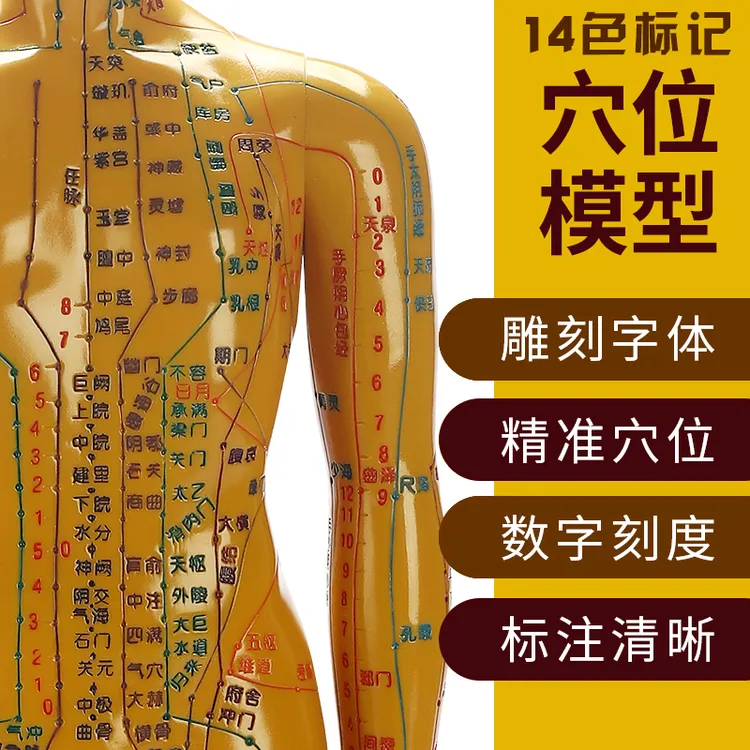 人体经络穴位模型针灸穴位模型人十二经络教学模型高清大字软练习
