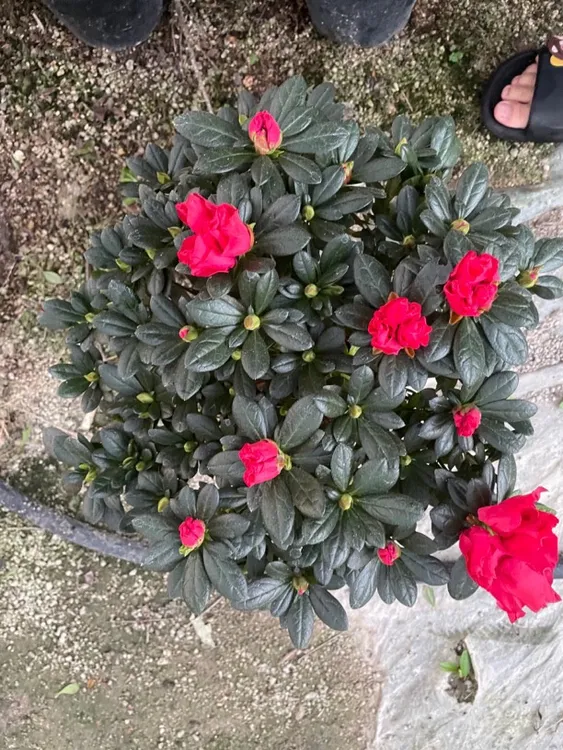 中国比利时杨梅红杜鹃花