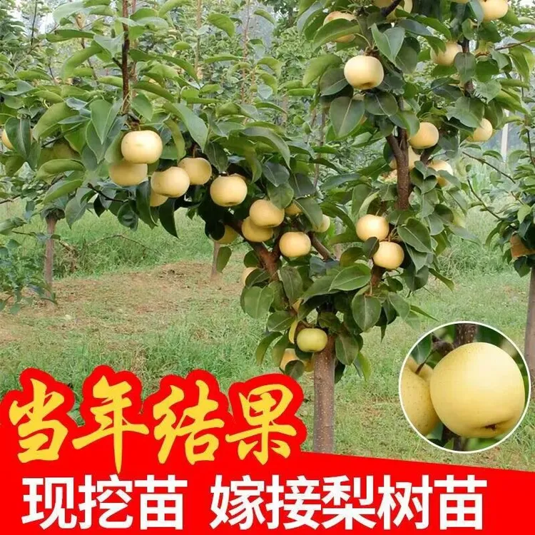 嫁接梨树果苗特大秋月梨树苗盆栽地栽南北方种香梨树树苗当年结果