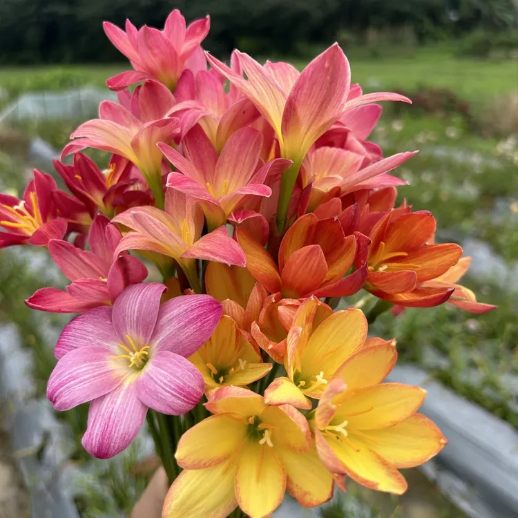 球根植物风雨兰下雨就开花的风雨兰水仙花风雨兰种球