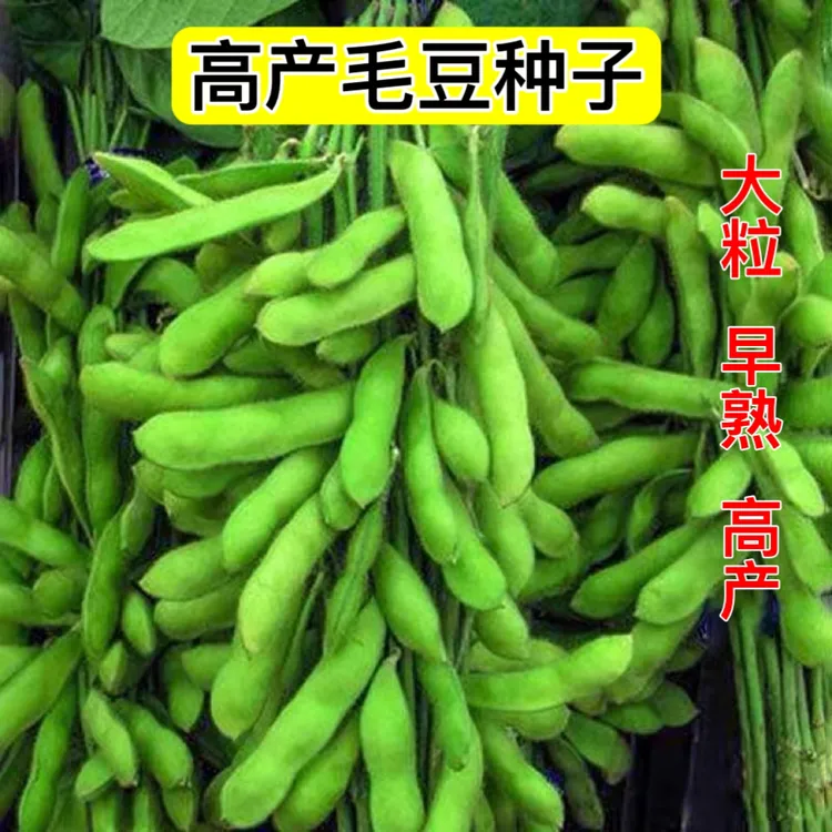 毛豆种子种籽大豆黄豆种子鲜食大粒农家早熟高产春季四季蔬菜种孑商品图