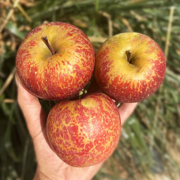 当季正宗云南昭通高原糖心丑苹果现摘现发脆甜多汁带皮吃新鲜水果