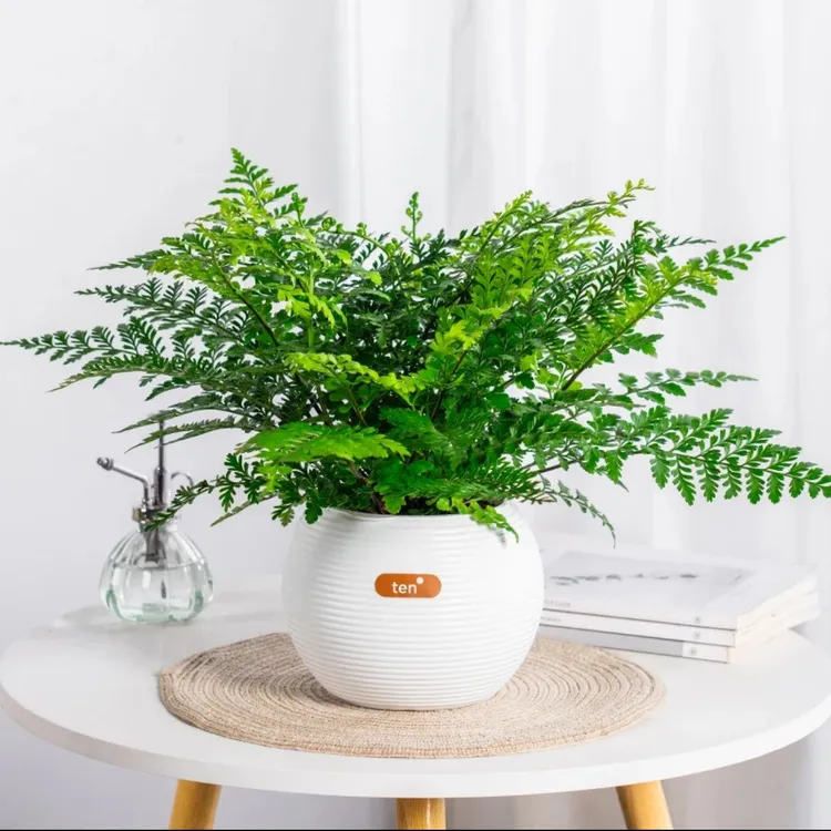 吉姆蕨耐阴吸水盆栽四季常青水培绿植室内办公室绿植盆栽室内