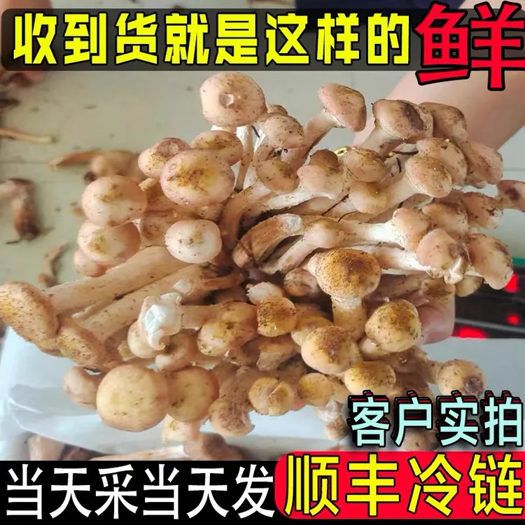 新鲜野生榛蘑鲜货东北特产现采现卖食用菌菇顺丰空运精品鲜蘑菇丁