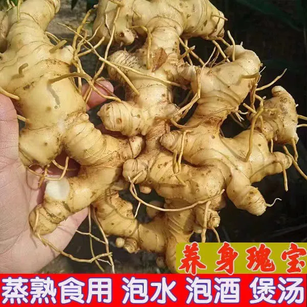 老虎姜 煲汤 煮火锅  煮茶