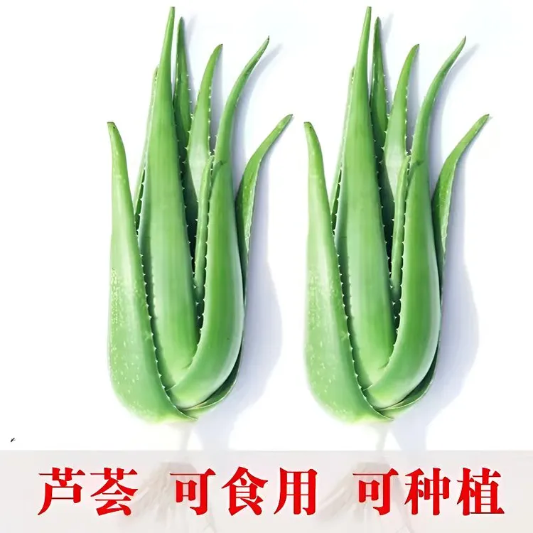 库拉索芦荟苗盆栽多肉植物美容院种植灌肤补水食用室内外花卉绿植