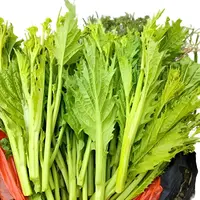 贵州农家现摘新鲜冲菜芯蔬菜辣鼻子菜芥菜苔芥菜心棒菜苔凉拌菜