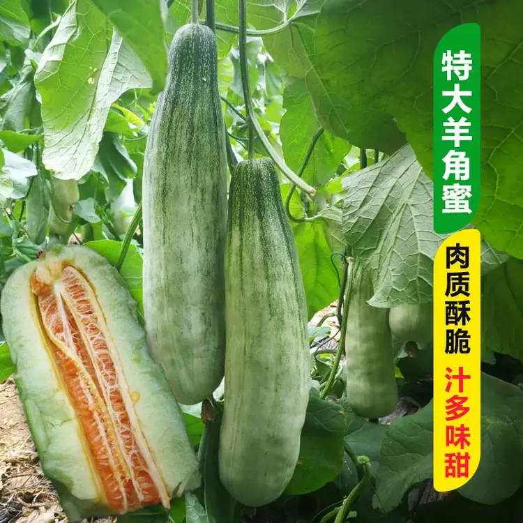 羊角蜜甜瓜种籽酥瓜种子超甜高产春四季阳台大田脆羊角香瓜种籽孑