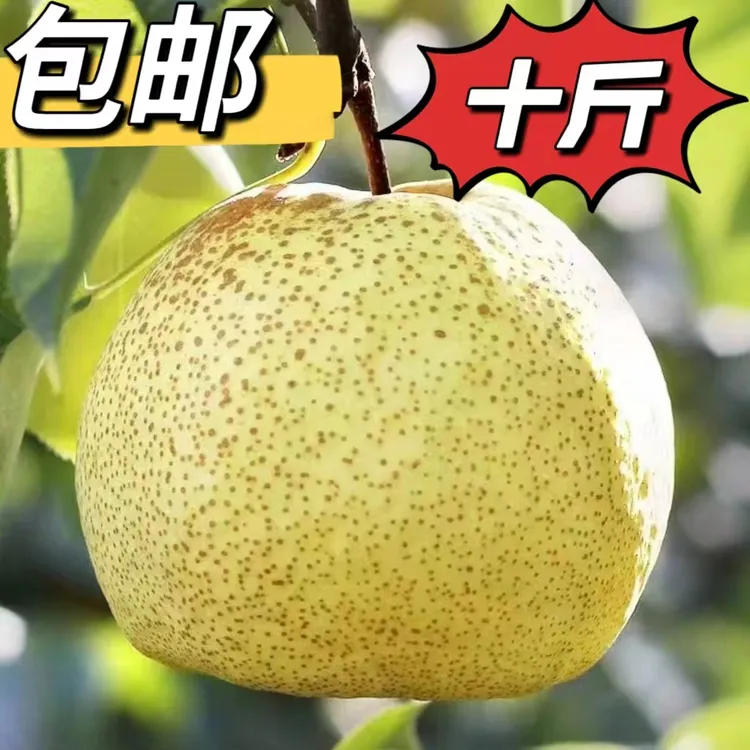 应季新鲜酥梨皮薄梨酥脆甘甜可口应季礼盒水果包邮网红水果