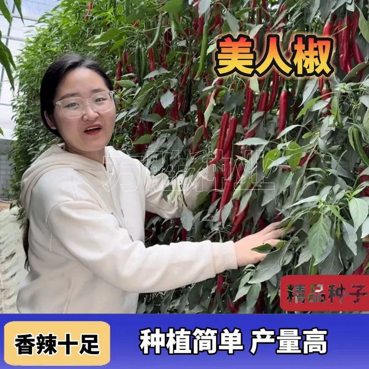 美人椒种子 当季新种辣椒两用四季春季夏季阳台盆栽种子香辣简单