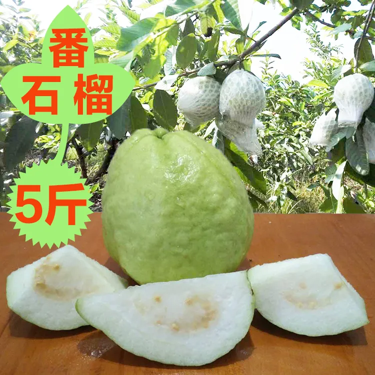 广西白心芭乐番石榴1到10斤装当季新鲜水果奶油巴乐脆甜珍珠潘蕃