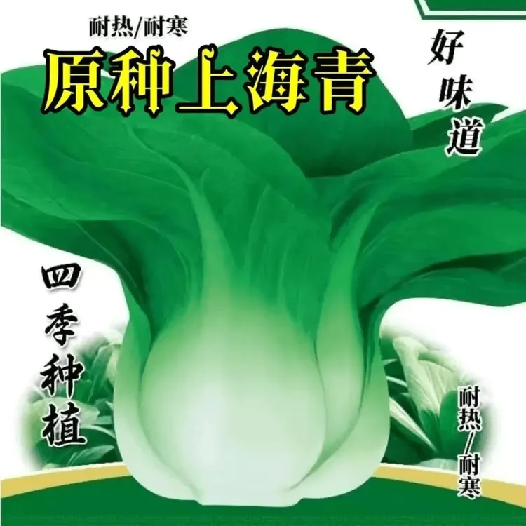 四季上海青种子四季播种上海青油菜白菜种子蔬菜种子春秋播种