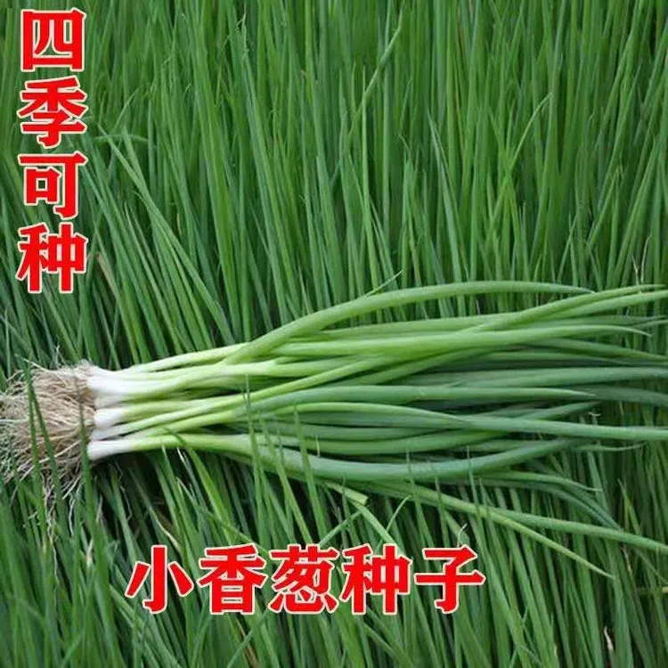 3.88元三包四季小香葱种子四季易种小香葱阳台室内盆栽家庭菜种子