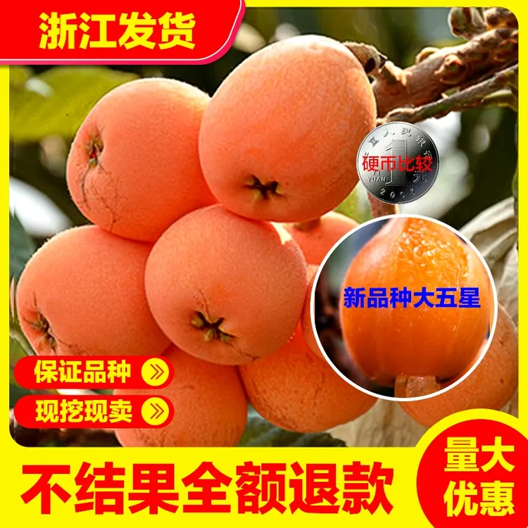 大五星枇杷苗树盆栽地栽特大南北方种植当年结果嫁接白沙枇杷树苗