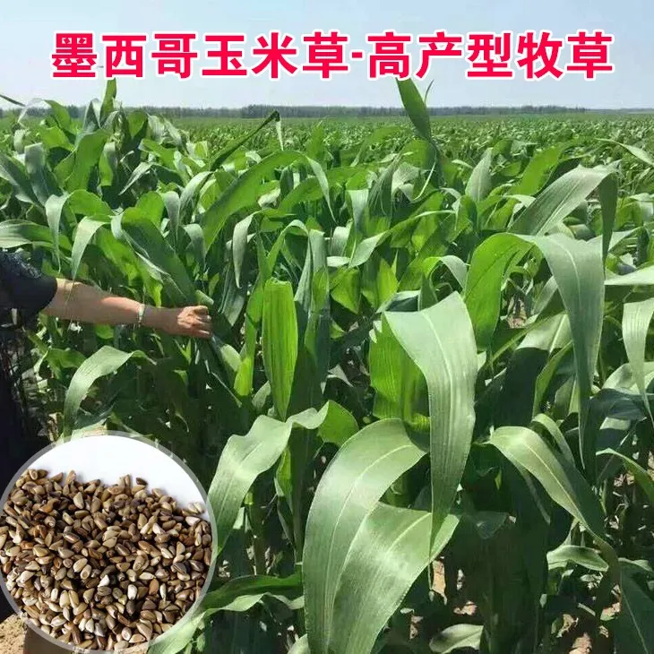 进口墨西哥玉米草种子优12阔叶玉米草猪羊牛鱼兔养殖草籽高产牧草商品图