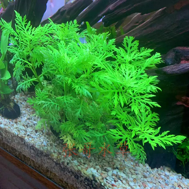 水罗兰坨草有茎类懒人水草活体打理懒人水草植物阴性鱼缸造景