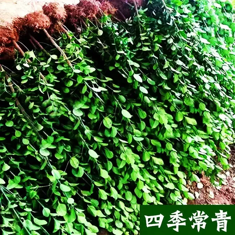 高档北海道黄杨北海道冬青树苗耐寒工程绿化苗篱笆围墙耐寒-35度