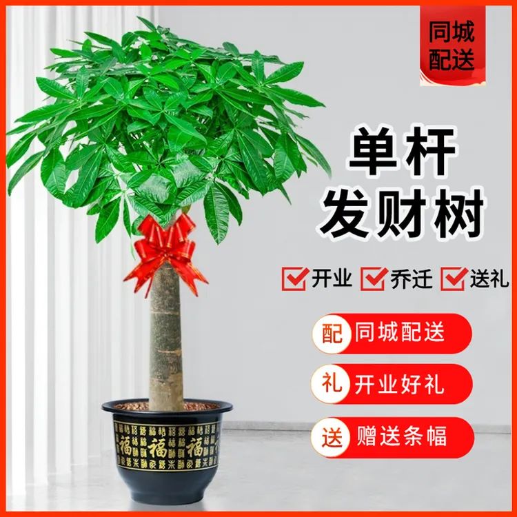 客厅单杆发财树绿植鲜花乔迁开业绿植鲜花同城直送附近花店盆栽