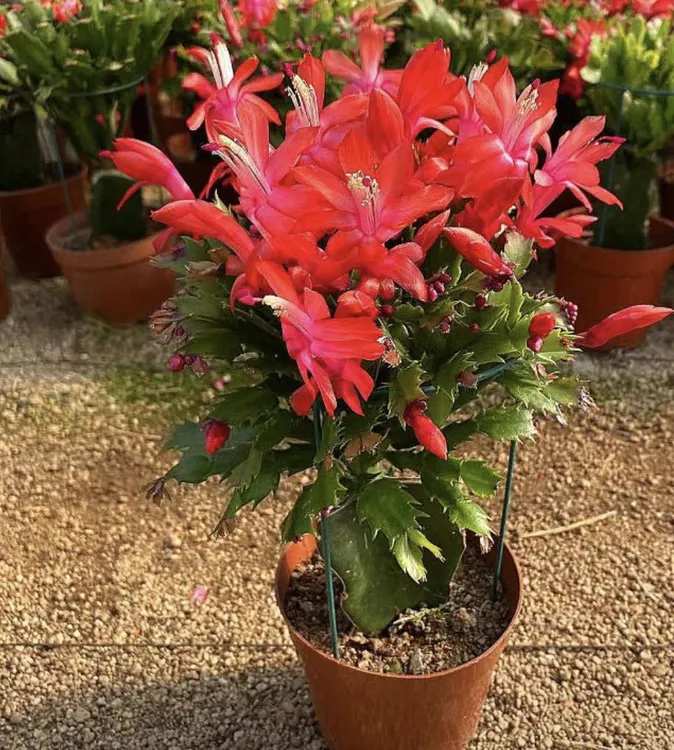 嫁接蟹爪兰加勒比红色（小花苞）原盆土阳台室内植物