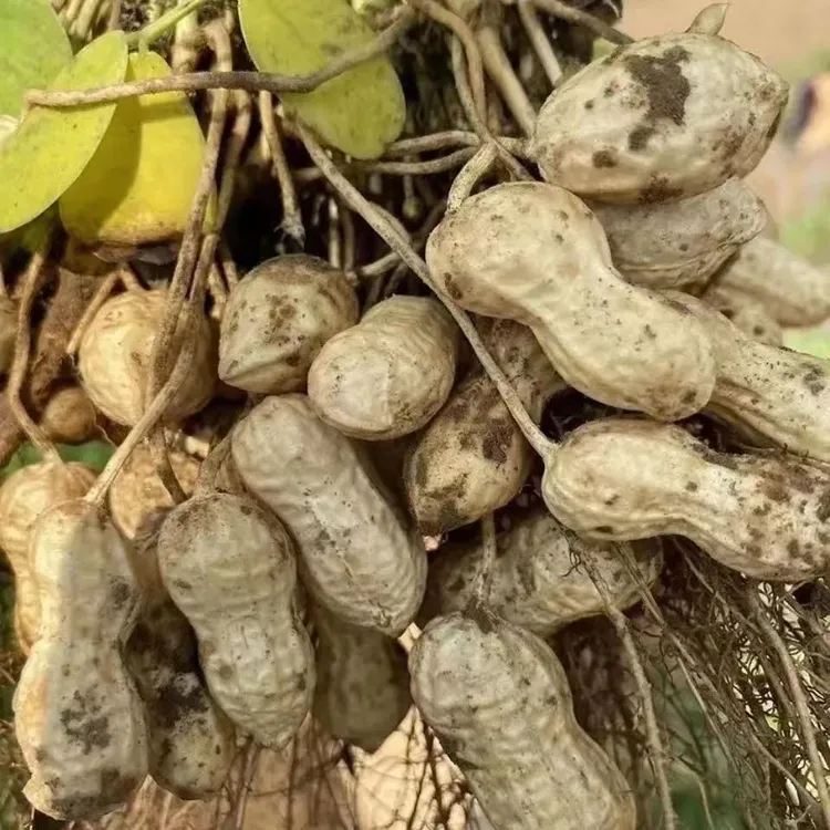 新鲜现挖湿花生农家自种带壳新鲜粉皮花生3斤5斤坏果包赔