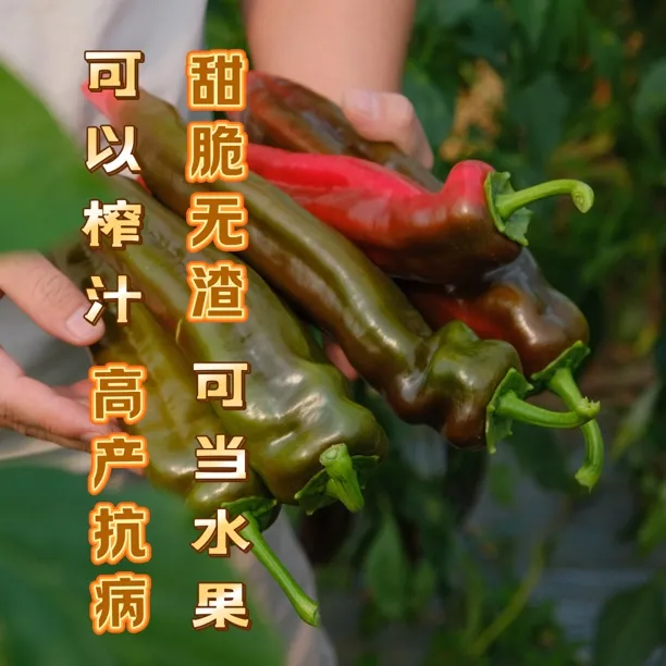 【硕源醇脆】口感性牛角水果椒甜脆无渣可榨汁高产抗病生长连续坐果