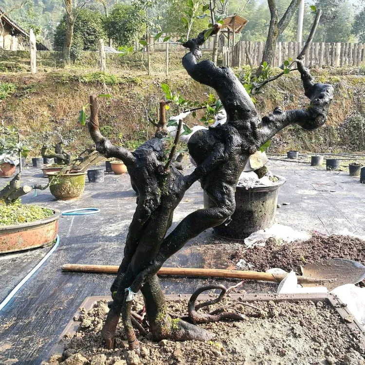 程程园艺景观树金弹子紫薇