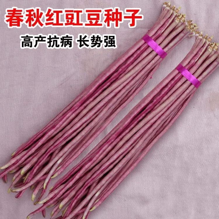 【满5包包邮】春秋红豇豆种籽特长紫红豆角种孑高产早熟四季播耐