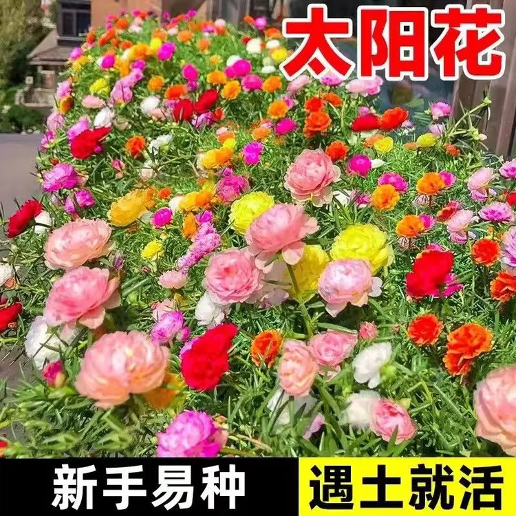 (新疆包邮)重瓣太阳花种子播种盆栽播种子院子绿化阳台盆栽