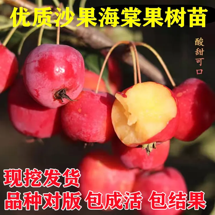 耐寒果树沙果鸡心果小苹果树苗海棠果花红果树南北方种植当年结果