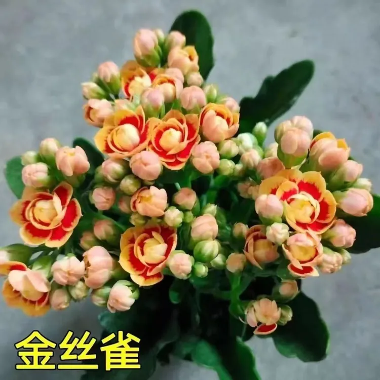 长寿花金狐狸四季开花重瓣大花带花苞室内绿植盆栽开花好养活花卉