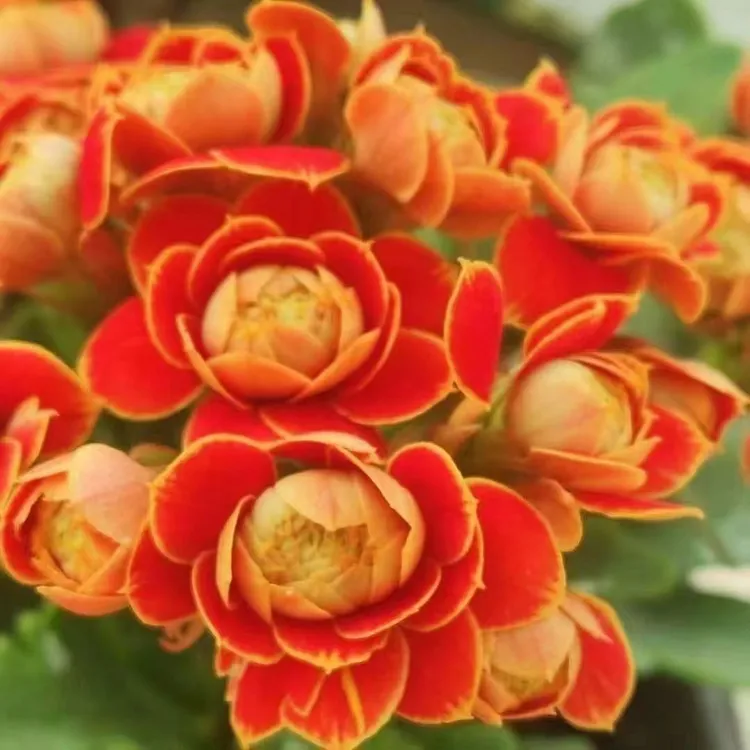 稀有品种重瓣金狐狸长寿花盆栽多肉花卉观花四季开花绿植室内好养