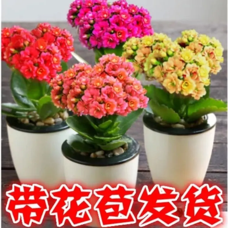【带花苞发货】长寿花 长寿盆栽 四季开花花卉 耐寒 盆栽 绿植 好养