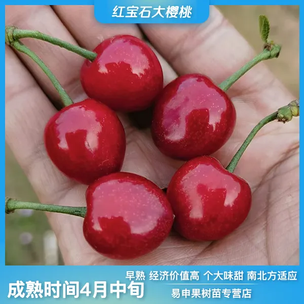 红宝石樱桃苗早熟