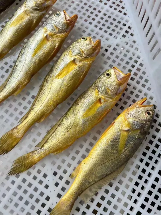 【野生黄花鱼】3斤装  湛江徐闻外罗港海鲜