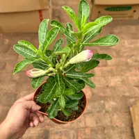 沙漠玫瑰开花植物面包树