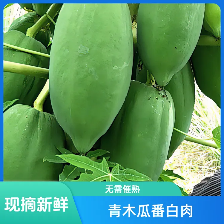 现摘新鲜青木瓜番木瓜白肉煲汤凉拌青木瓜沙拉10斤包邮食用