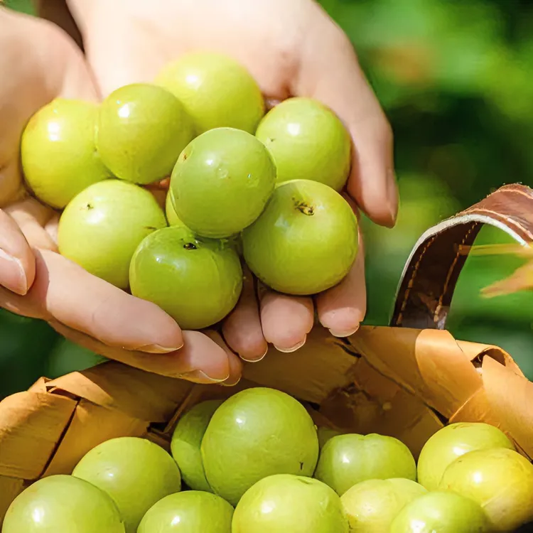 葵豐盛新鲜采摘高山余甘果牛甘果鲜果油柑榨汁孕妇酸水果滇橄榄