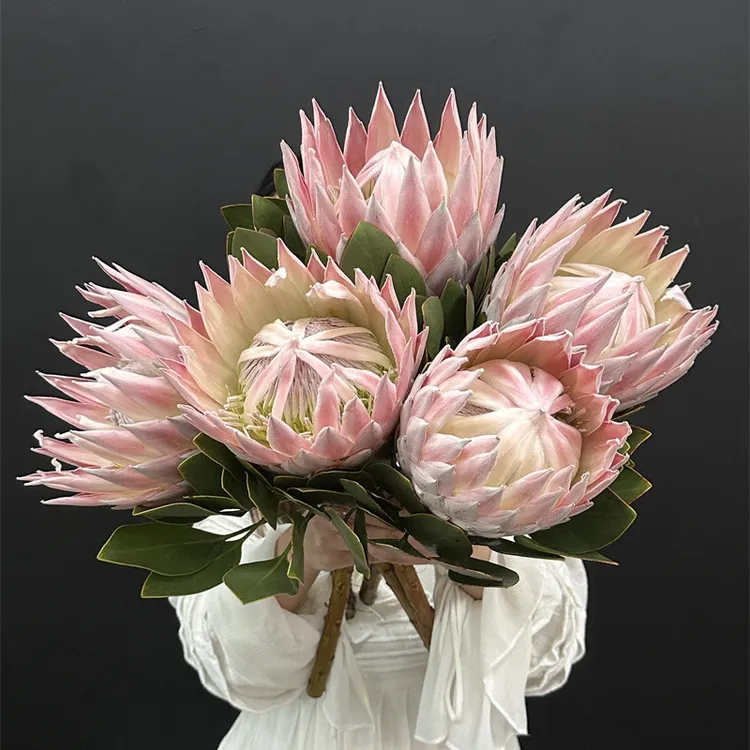 南非进口花材鲜花速递全国帝王花粉色帝王1支新品花期长可做干花