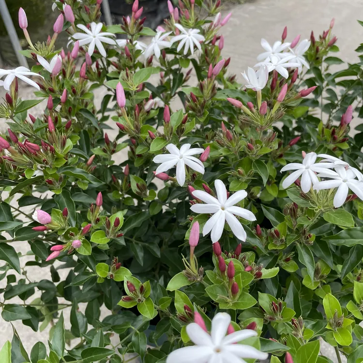 老苗越南笔尖茉莉开花带香花期长爬藤植物