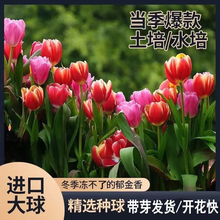 荷兰进口郁金香5度种球大球水培土培花种子冬季耐寒盆栽地栽好养