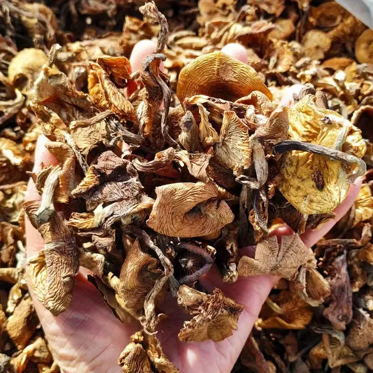 长白山榛蘑（干货）                  
