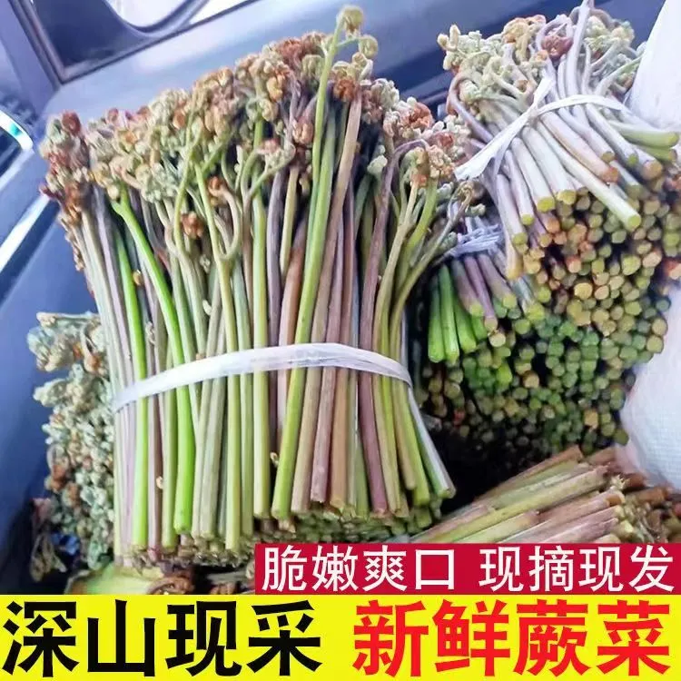 新鲜蕨菜山野菜现摘龙爪菜时令蔬菜凉拌佳品