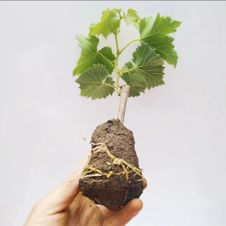 云南葡萄苖阳光玫瑰葡萄苗盆栽庭院爬藤南方北方巨峰无籽2颗装