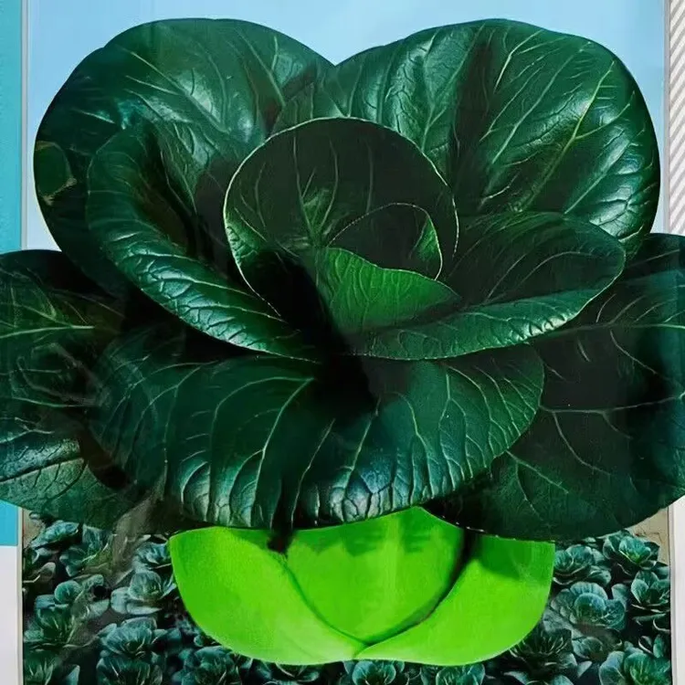 黑大头苏州青上海青青梗菜种子黑叶油菜籽阳台盆栽四季播蔬菜种子