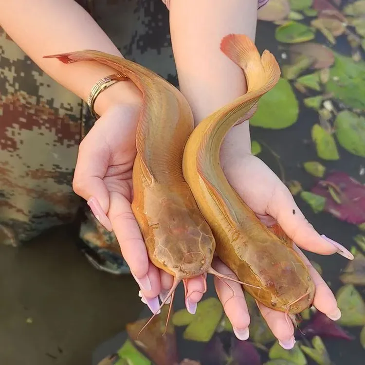 皇妃一号本地塘角鱼  三黄塘鲺土鲶 活体水族