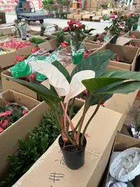 粉公主盆栽绿植，