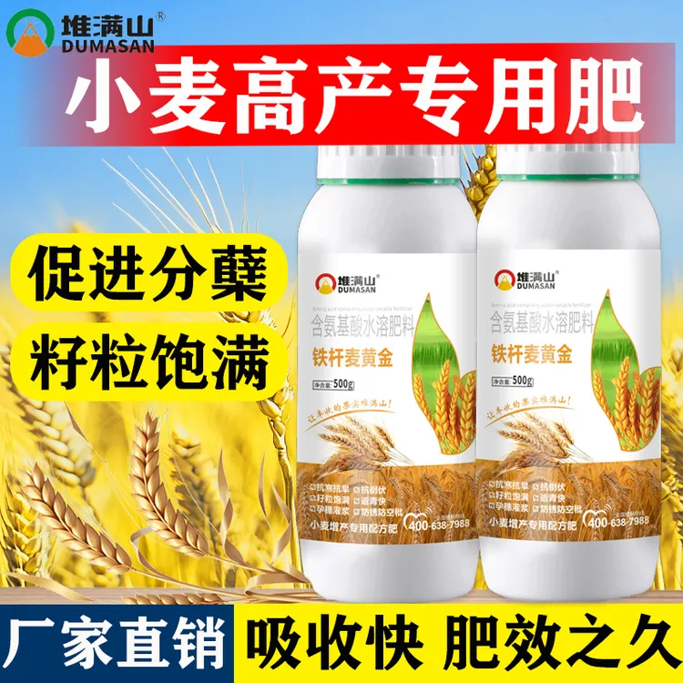 铁杆麦黄金小麦1号小麦高产专用叶面肥促分蘖籽粒饱满厂家直销